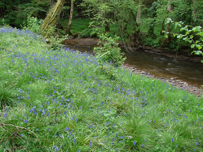 bluebells along the river